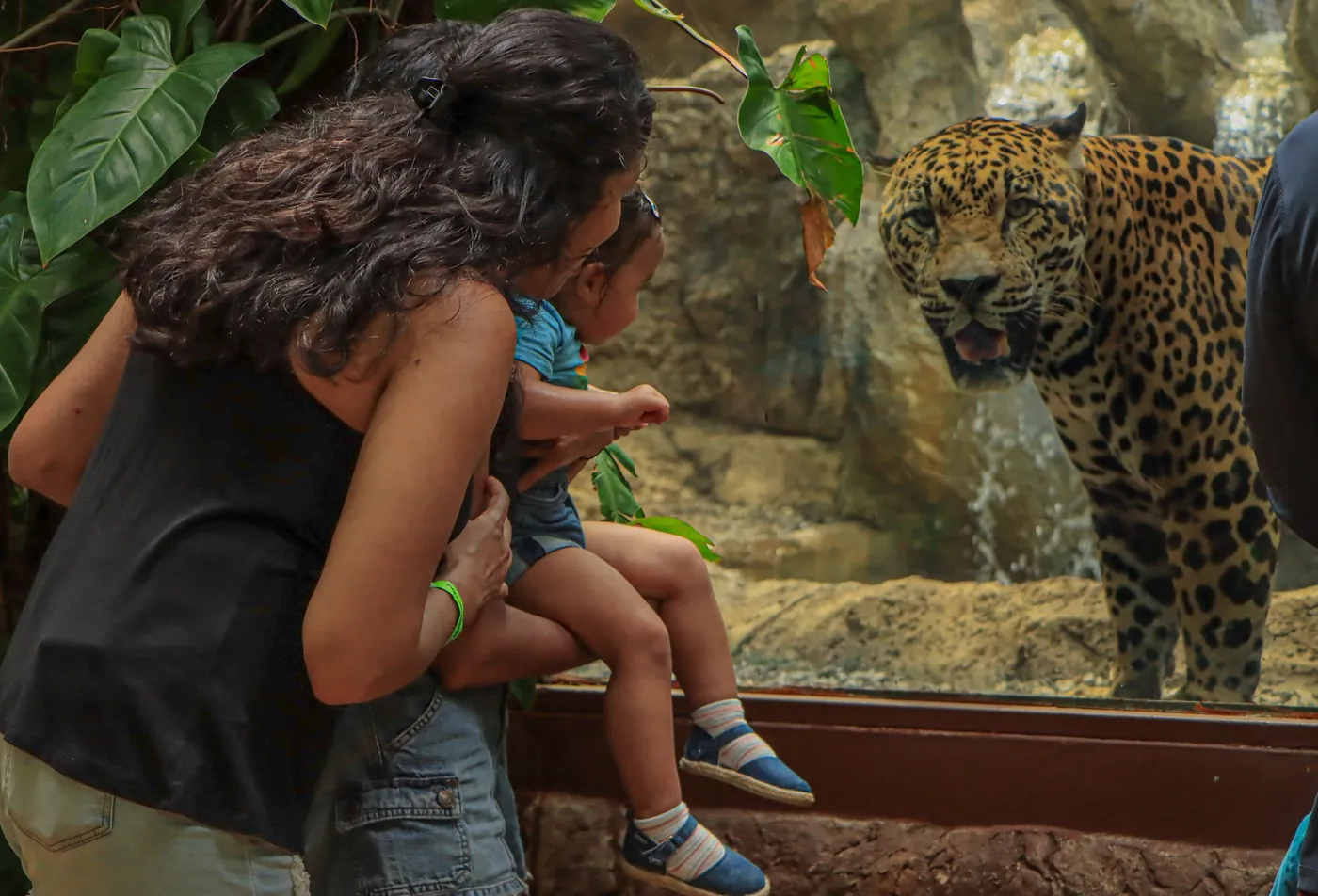 Family watching a rescued jaguar up close on an animal sanctuary tour in Guanacaste, Costa Rica