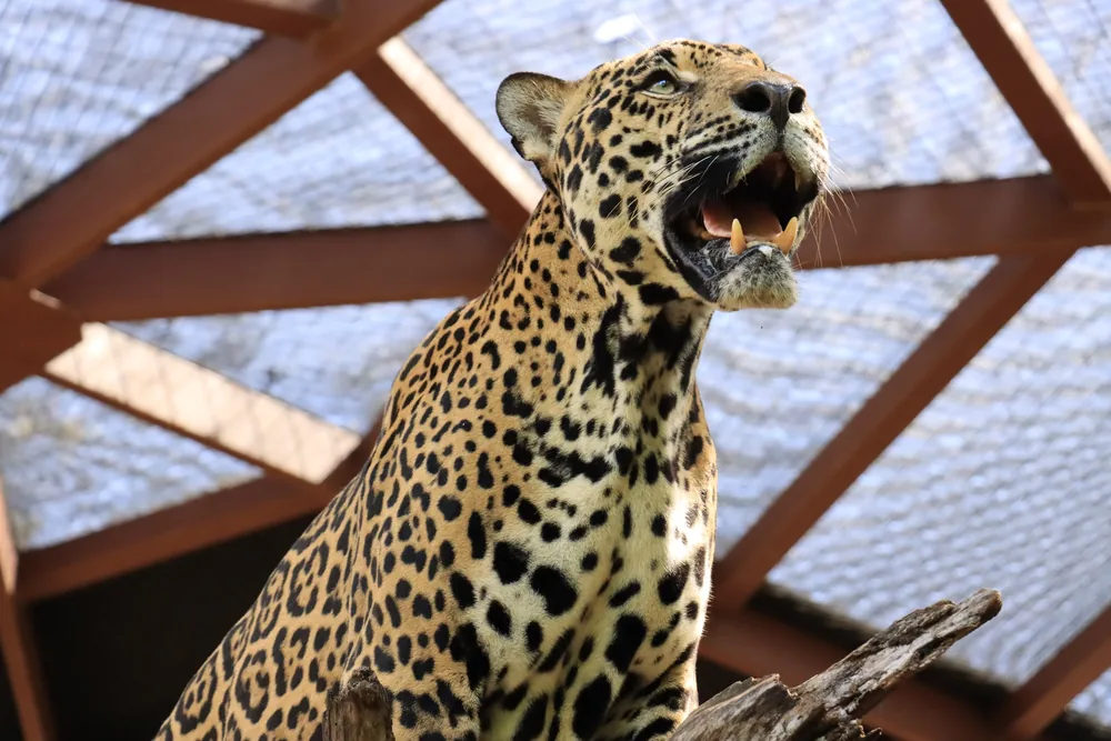 Family watching a rescued jaguar at an animal sanctuary in Guanacaste, Costa Rica