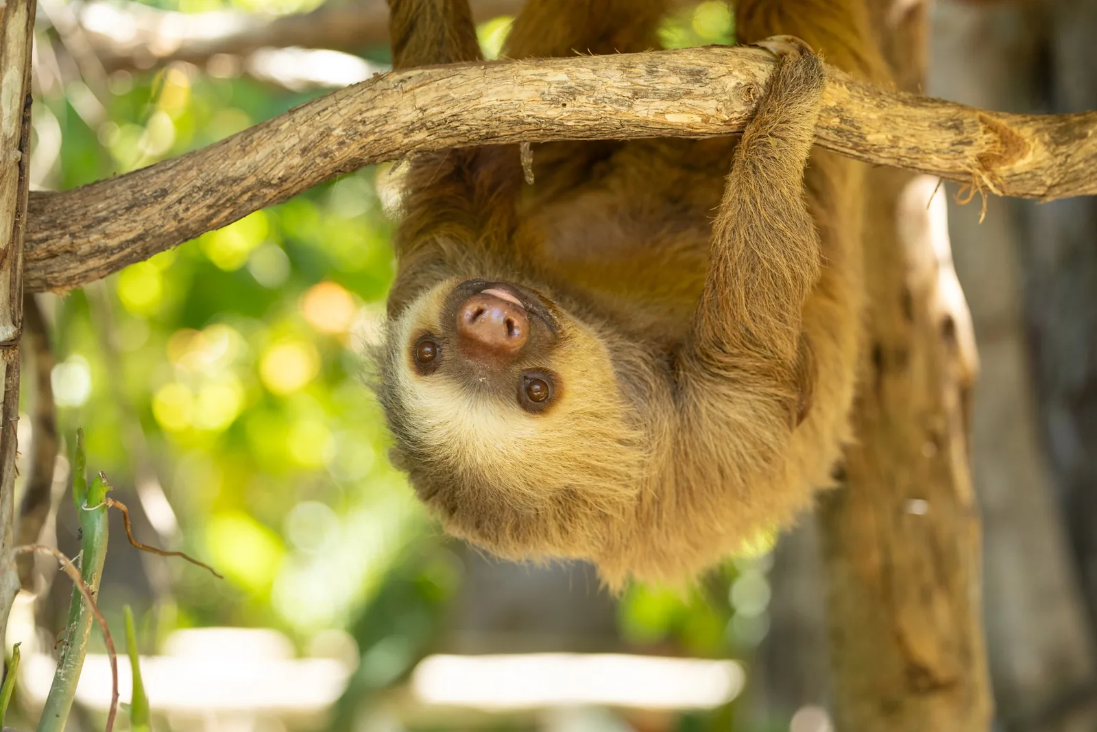 Two-toed sloth hanging from a branch at a wildlife sanctuary near Guanacaste, Costa Rica