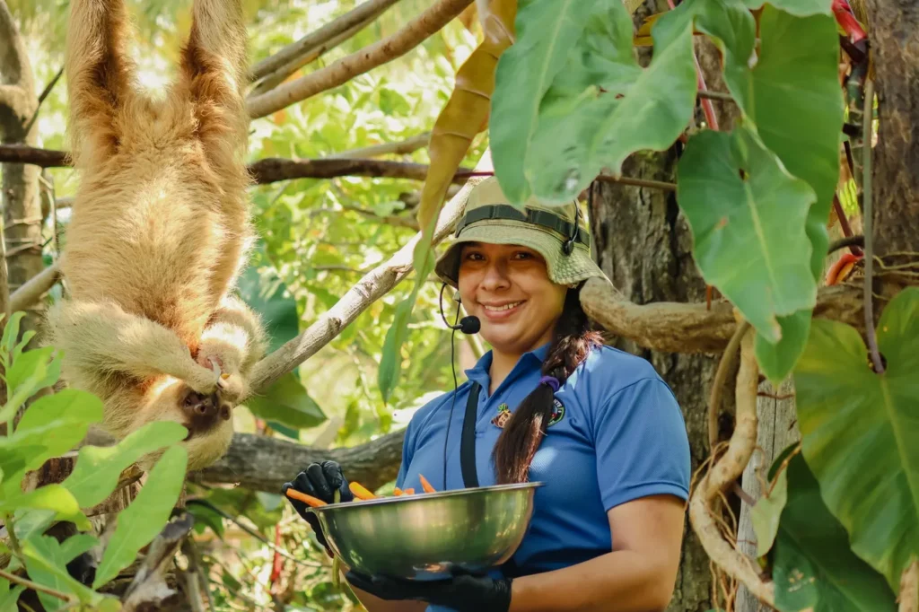 Naturalist guide feeding a rescued two-toed sloth on an animal sanctuary tour in Guanacaste, Costa Rica