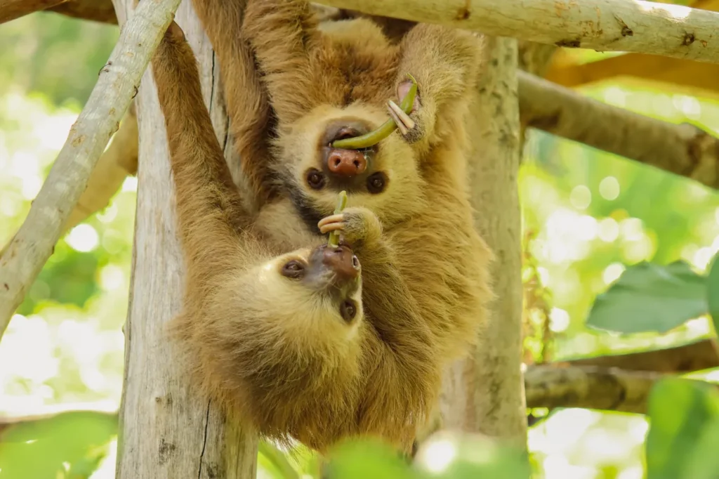Two rescued baby sloths feeding at an animal sanctuary near Guanacaste, Costa Rica