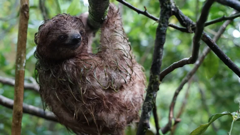 Young three-toed sloth wet after the rain, Tenorio rainforest, Costa Rica