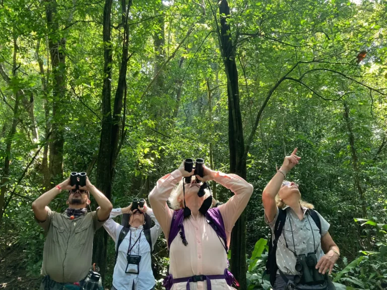 Group birdwatching with binoculars on the rainforest trail between the hanging bridges in Tenorio, Costa Rica