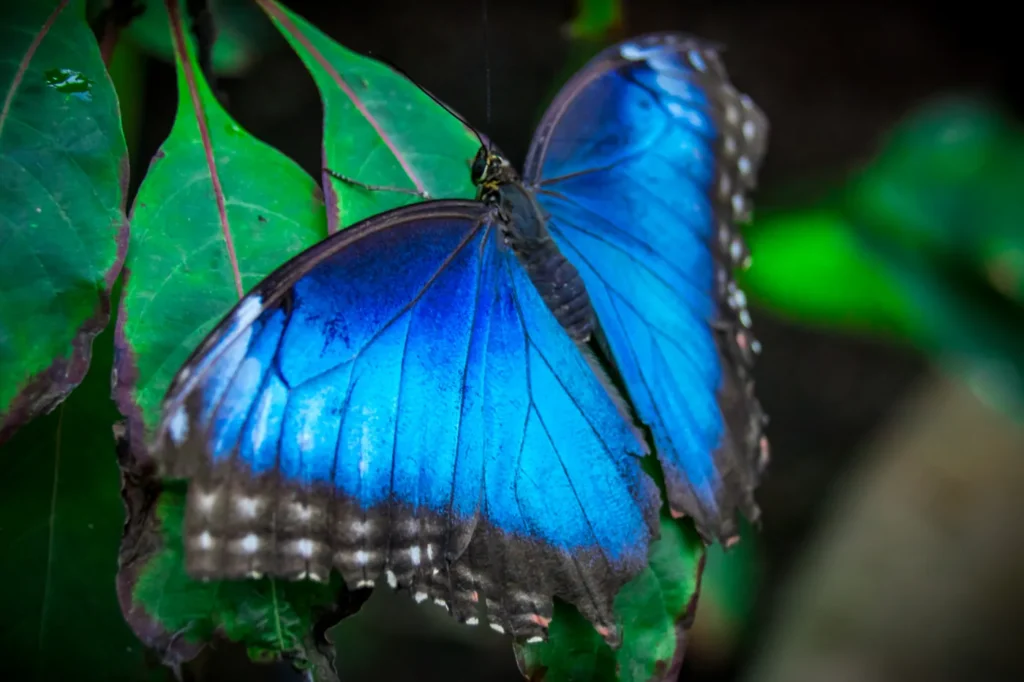 Blue morpho butterfly at a wildlife sanctuary near Guanacaste, Costa Rica