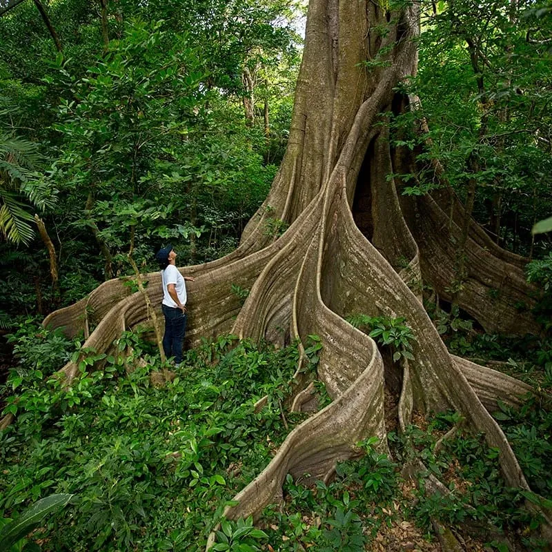 Giant strangler-fig tree in the forest on the Buena Vista combo tour, Rincón de la Vieja, Costa Rica