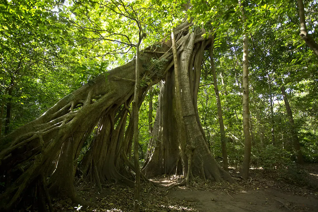 Giant strangler fig with aerial roots forming an arch in the dry forest at El Saíno, Rincón de la Vieja, Guanacaste, Costa Rica
