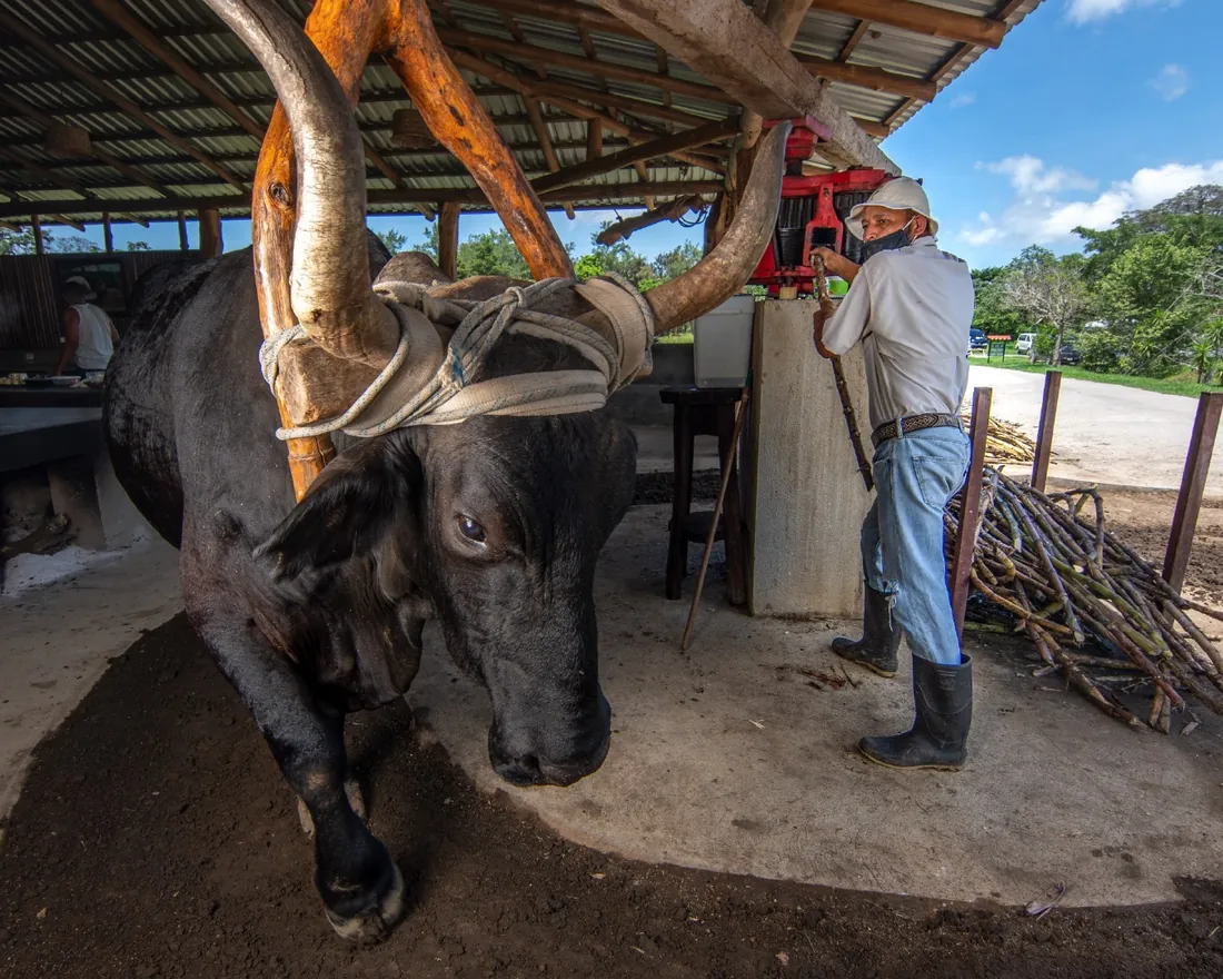 Traditional trapiche sugar mill with oxen on the Buena Vista combo tour, Guanacaste, Costa Rica