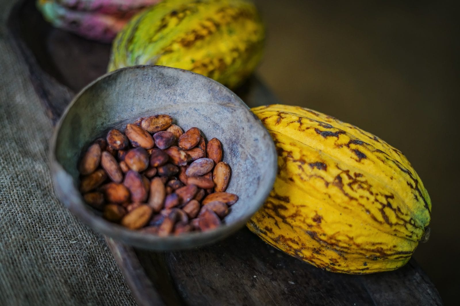 Chocolate cacao tour Guanacaste
