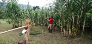 Sugarcane press on a family farm, Tenorio, Costa Rica