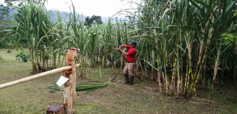 Cutting sugarcane beside a traditional lever press on a farm tour near Tenorio Volcano, Costa Rica