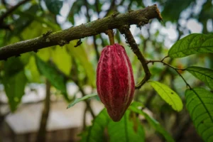 Ripe cacao pod on the tree, Tenorio, Costa Rica