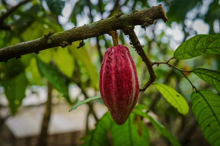 Ripe red cacao pod on the tree at a rainforest chocolate tour near Tenorio Volcano