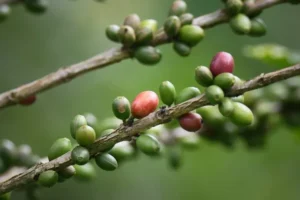 Coffee cherries on the branch, Tenorio, Costa Rica