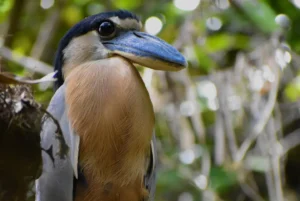 Boat-billed heron on the Corobici River, Costa Rica