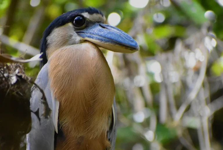 Boat-billed heron spotted on a Corobici river birding float tour, Costa Rica