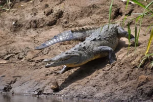 Crocodile on the Corobici riverbank, Guanacaste