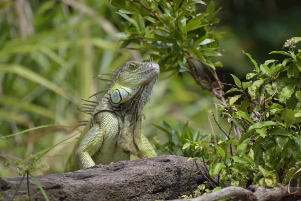 Green iguana basking near the Corobici River on a wildlife float tour, Costa Rica