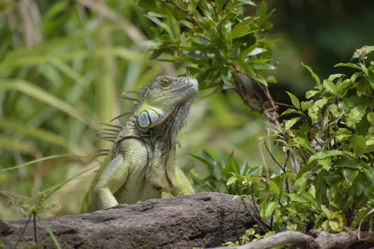 Green iguana basking near the Corobici River on a wildlife float tour, Costa Rica
