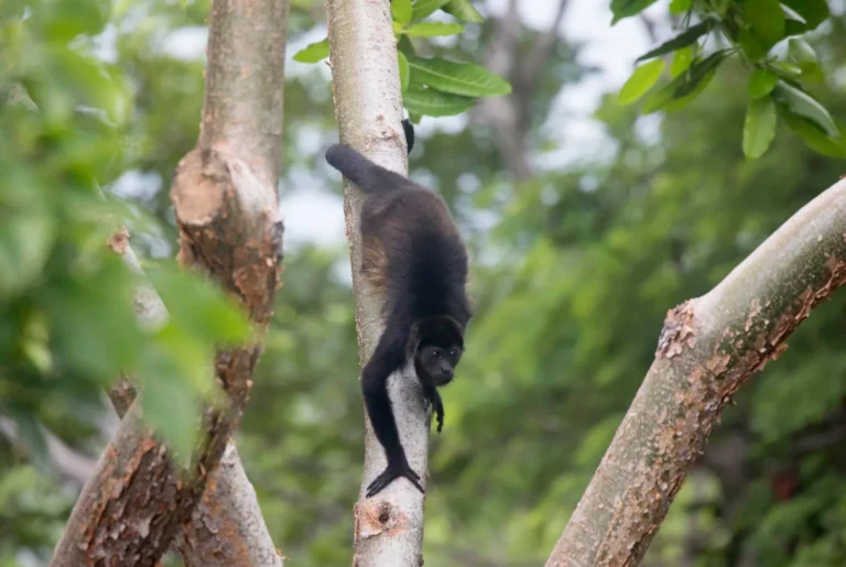 Howler monkey climbing a riverside tree on a Corobici river float tour, Guanacaste