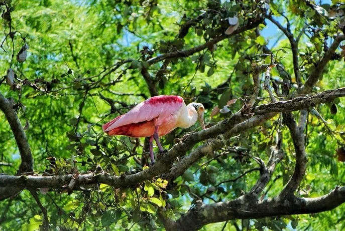 Roseate spoonbill perched in a tree on a Corobici river birding float tour, Costa Rica