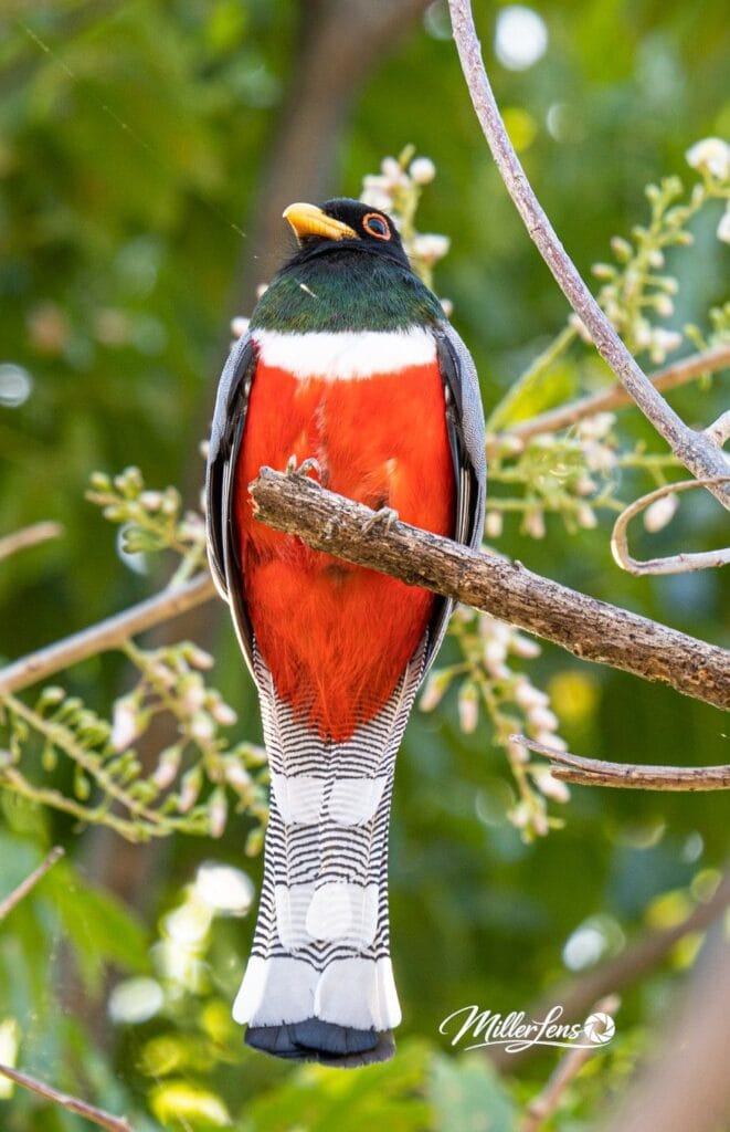 Male elegant trogon perched in the dry forest on a birding tour in Guanacaste, Costa Rica