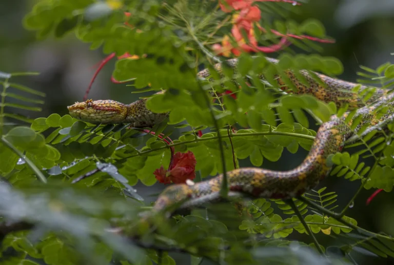 Eyelash viper coiled among rainforest foliage in Tenorio, Costa Rica