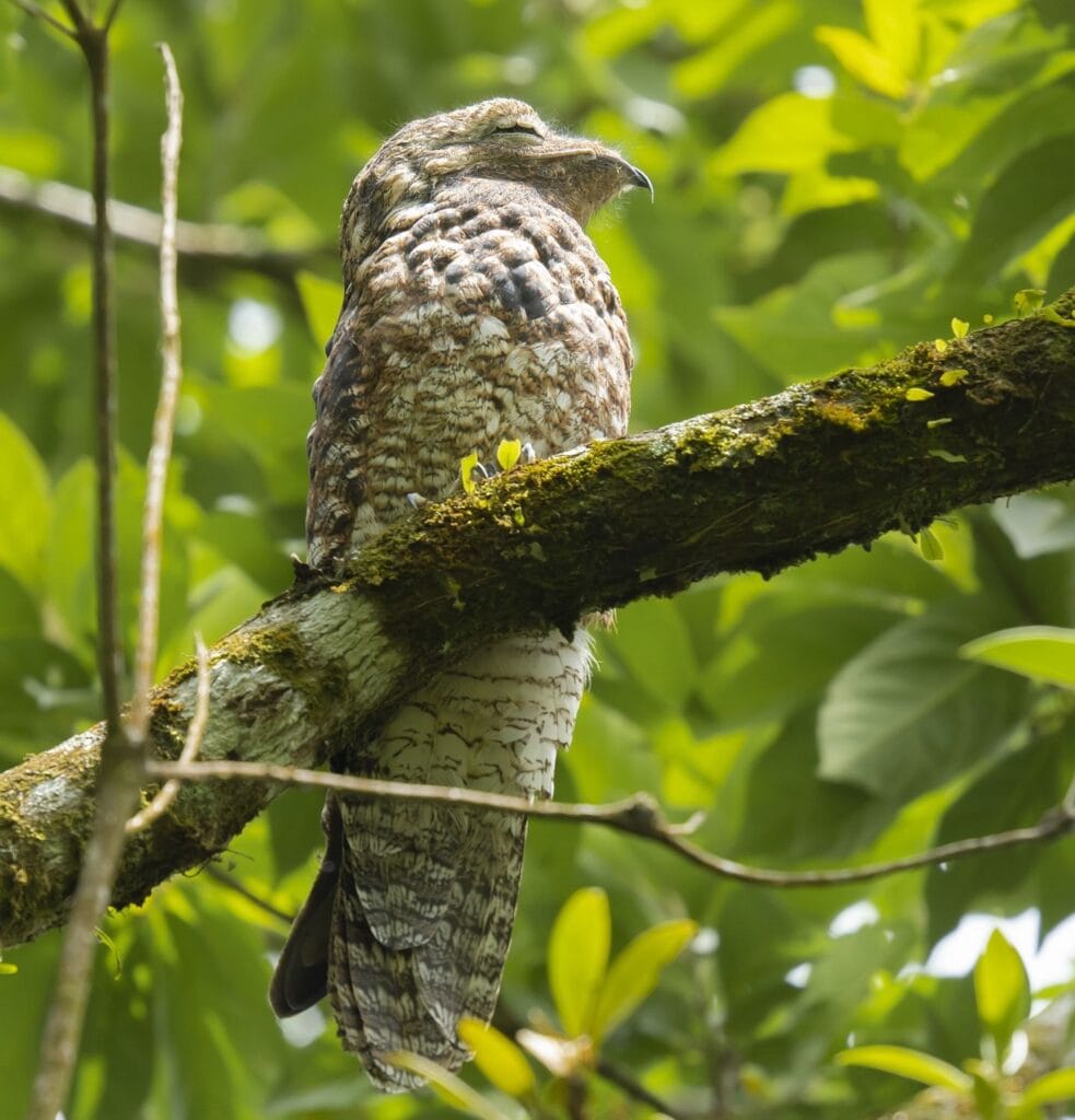 Camouflaged great potoo roosting in the rainforest on a birding tour at Tenorio, Costa Rica