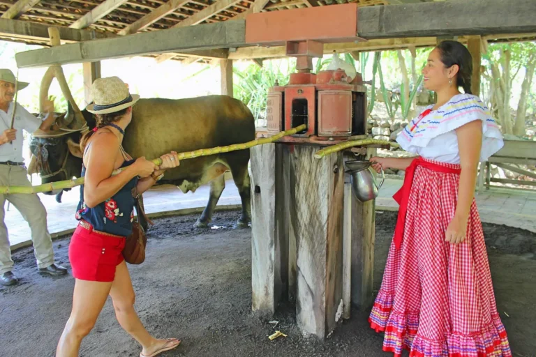 Sugarcane pressing with oxen at the traditional trapiche, Hacienda El Viejo cultural tour, Guanacaste, Costa Rica