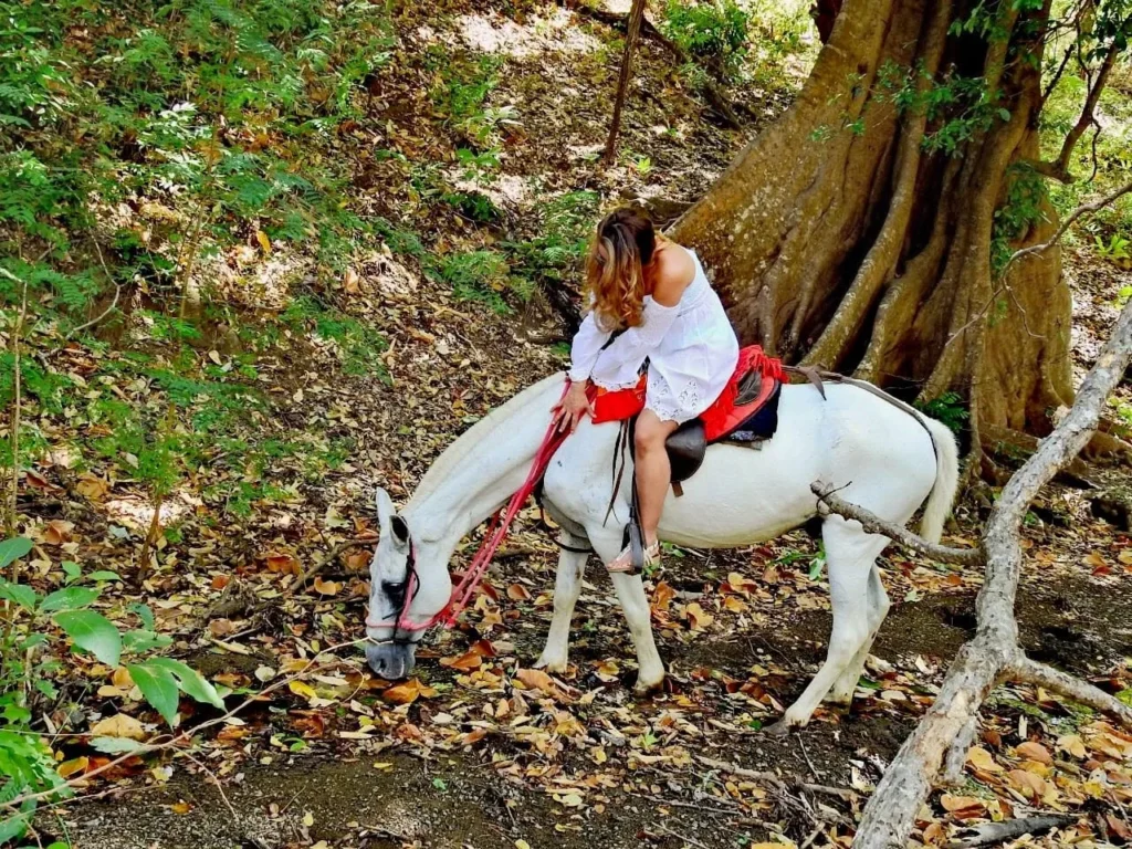Visitor on a calm white horse in the dry forest at Congo Trail, Sardinal, Guanacaste