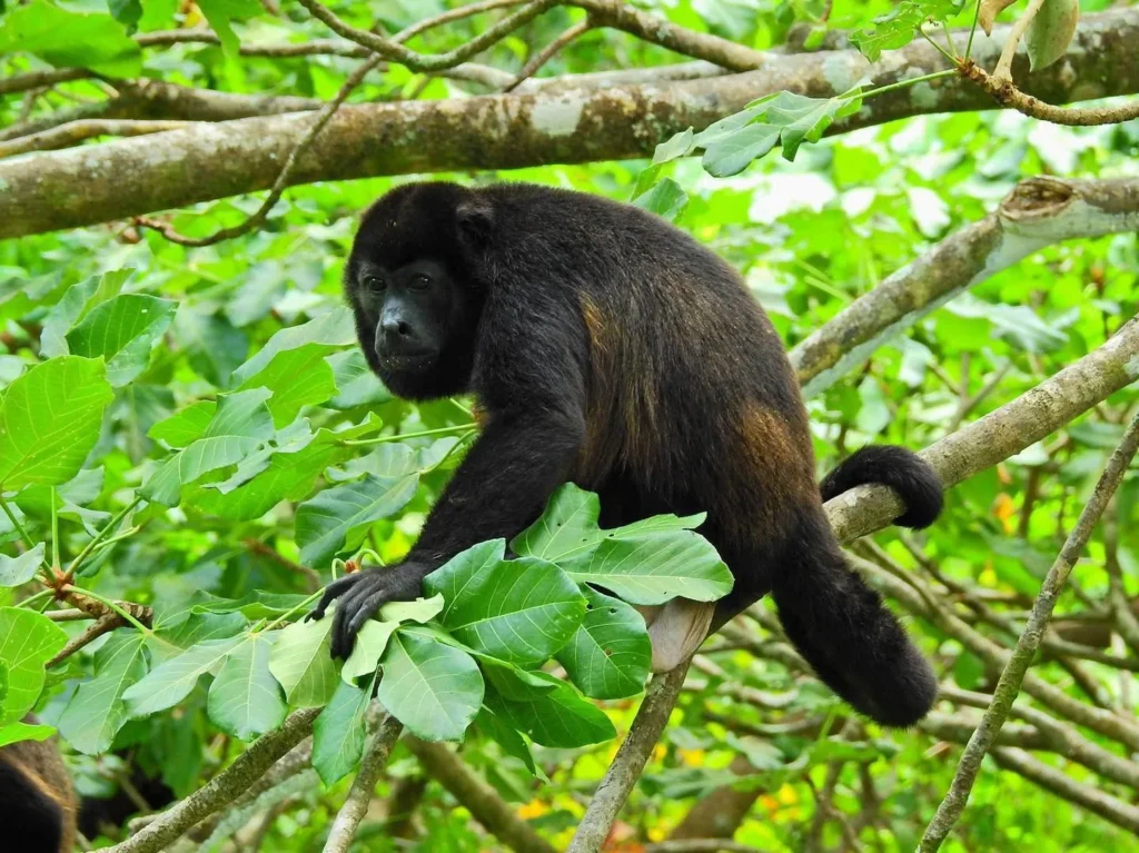 Mantled howler monkey resting in a tree in the dry forest at Congo Trail, Guanacaste, Costa Rica