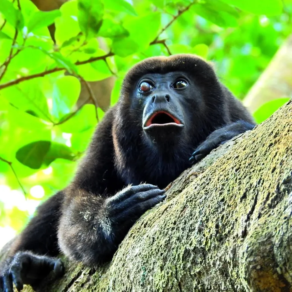 Howler monkey calling at the Congo Trail wildlife rescue center, Guanacaste, Costa Rica