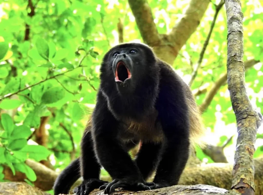 Mantled howler monkey calling in the dry forest at Congo Trail, Guanacaste, Costa Rica