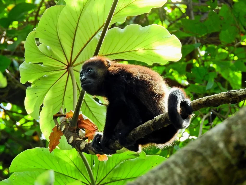 Howler monkey in the trees at the Congo Trail wildlife rescue center, Sardinal, Guanacaste, Costa Rica
