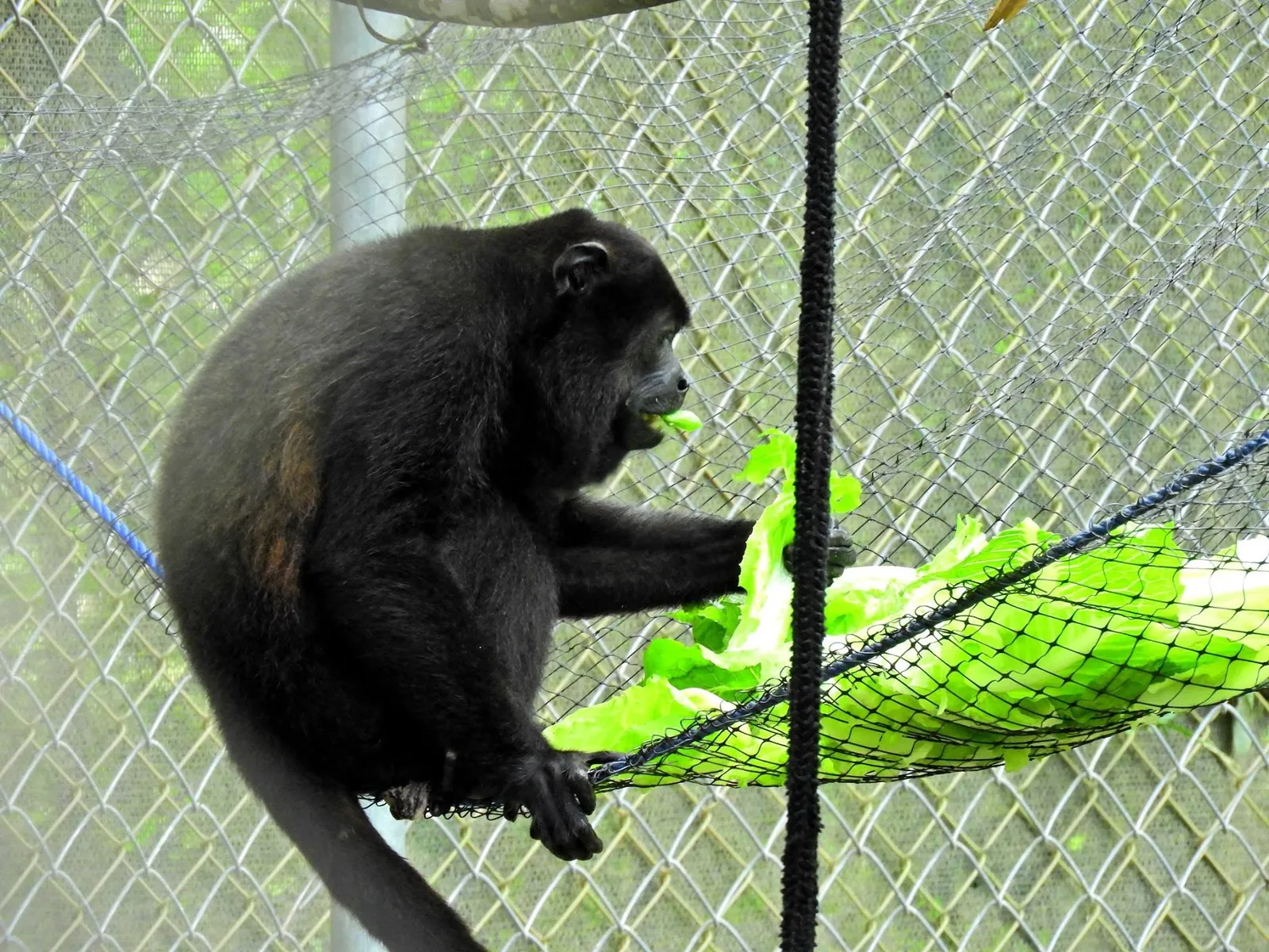 Rescued howler monkey feeding in its enclosure at the Congo Trail wildlife rescue center, Guanacaste, Costa Rica