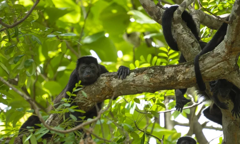 Mantled howler monkey resting on a branch in the Tenorio rainforest, Costa Rica