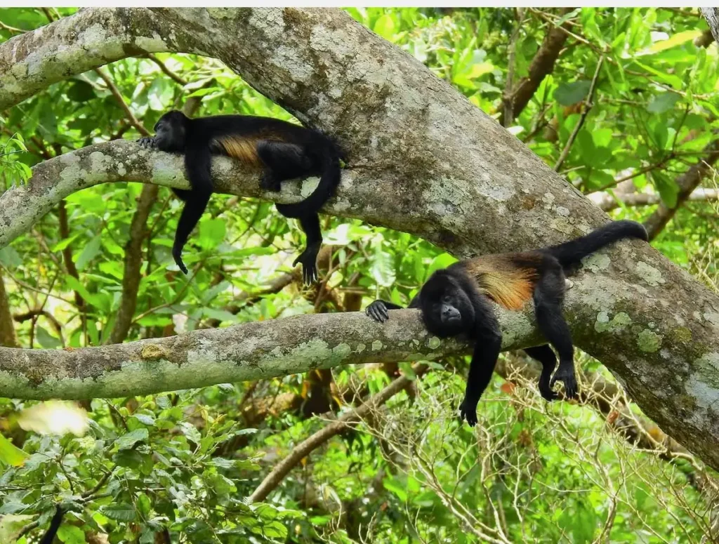 Howler monkeys resting in the forest canopy seen on a zipline tour in Guanacaste, Costa Rica