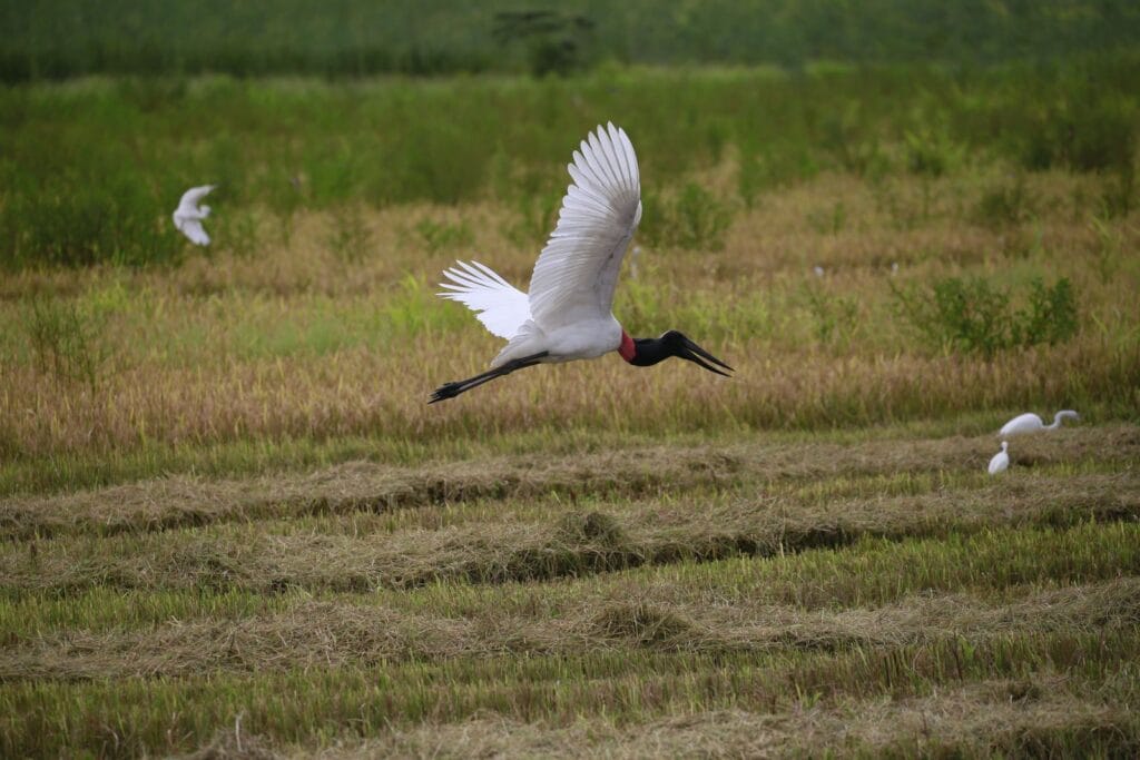 Jabiru in flight over the Tempisque rice fields on a birding tour in Guanacaste, Costa Rica