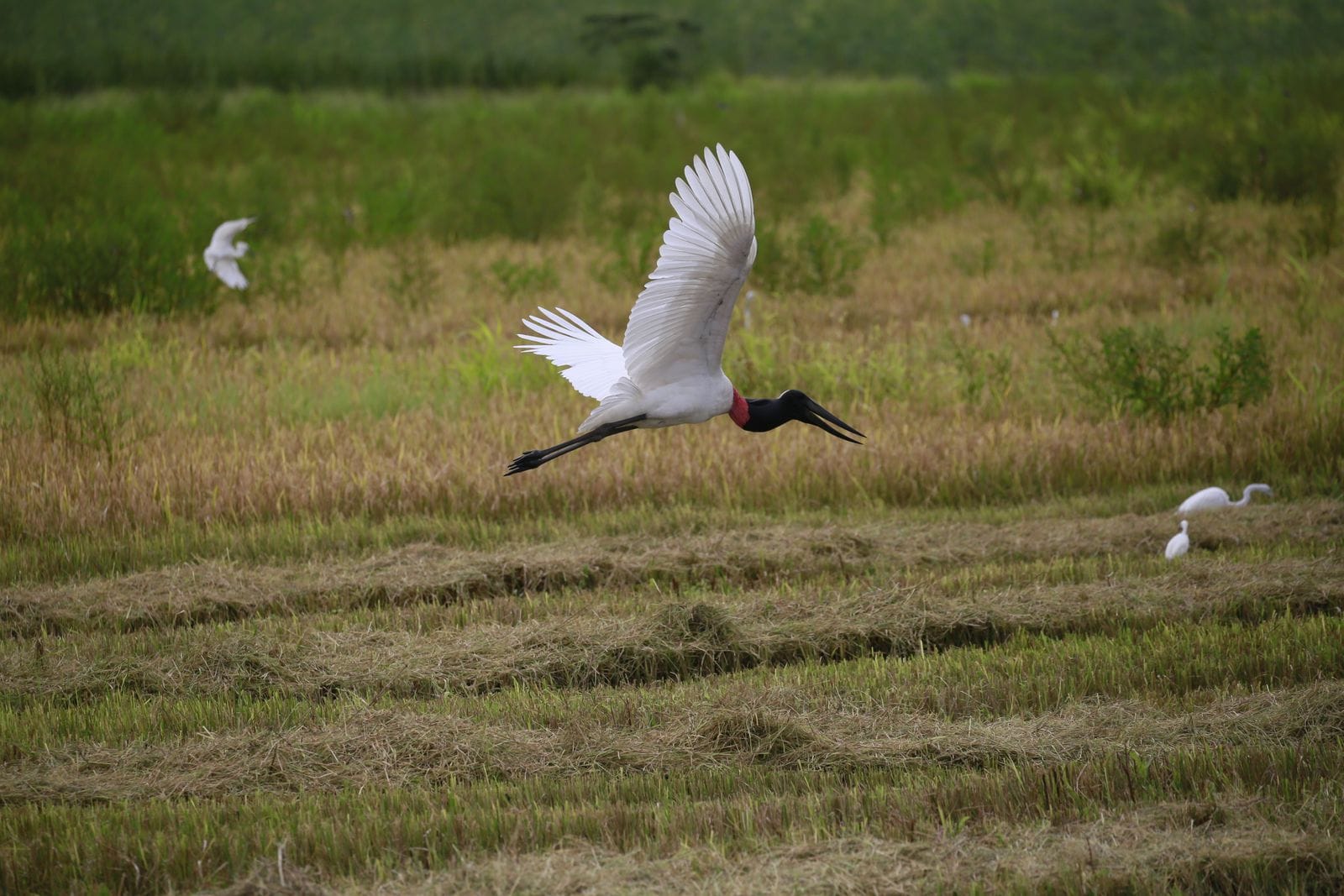 Jabiru stork in flight over the rice fields on a wetland birding tour, Guanacaste