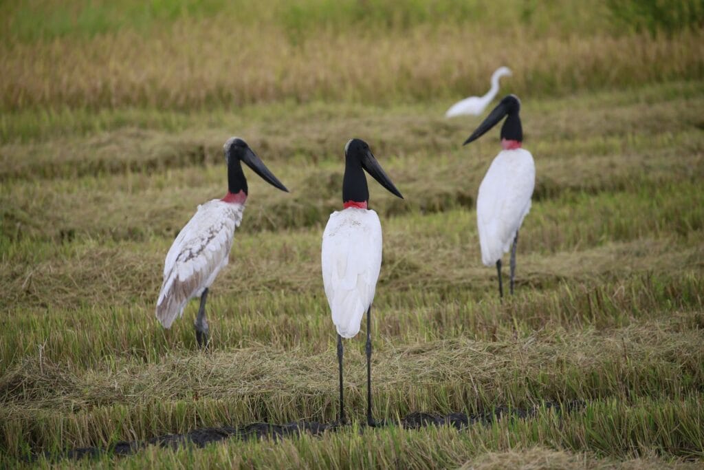 Three jabirus standing in the Tempisque rice fields on a birding tour in Guanacaste, Costa Rica