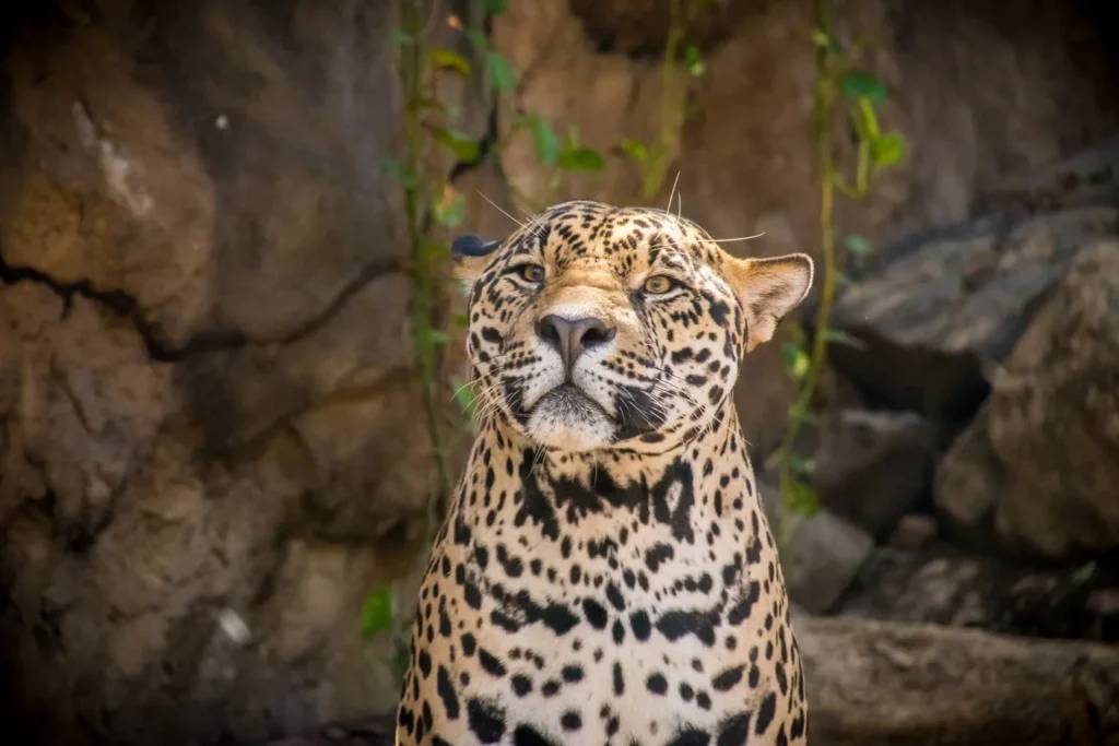 Rescued jaguar at a wildlife sanctuary near Guanacaste, Costa Rica