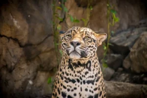 Rescued jaguar at the sanctuary, Guanacaste, Costa Rica