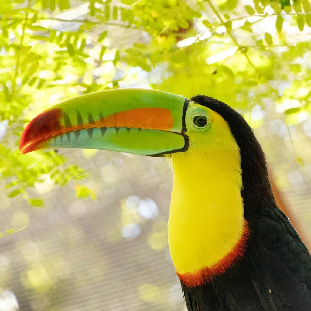 Keel-billed toucan at a wildlife sanctuary near Guanacaste, Costa Rica