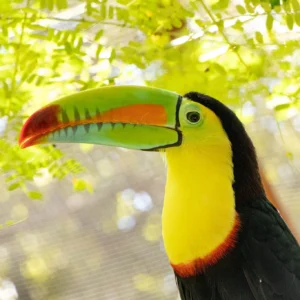 Rescued keel-billed toucan at the sanctuary, Guanacaste, Costa Rica