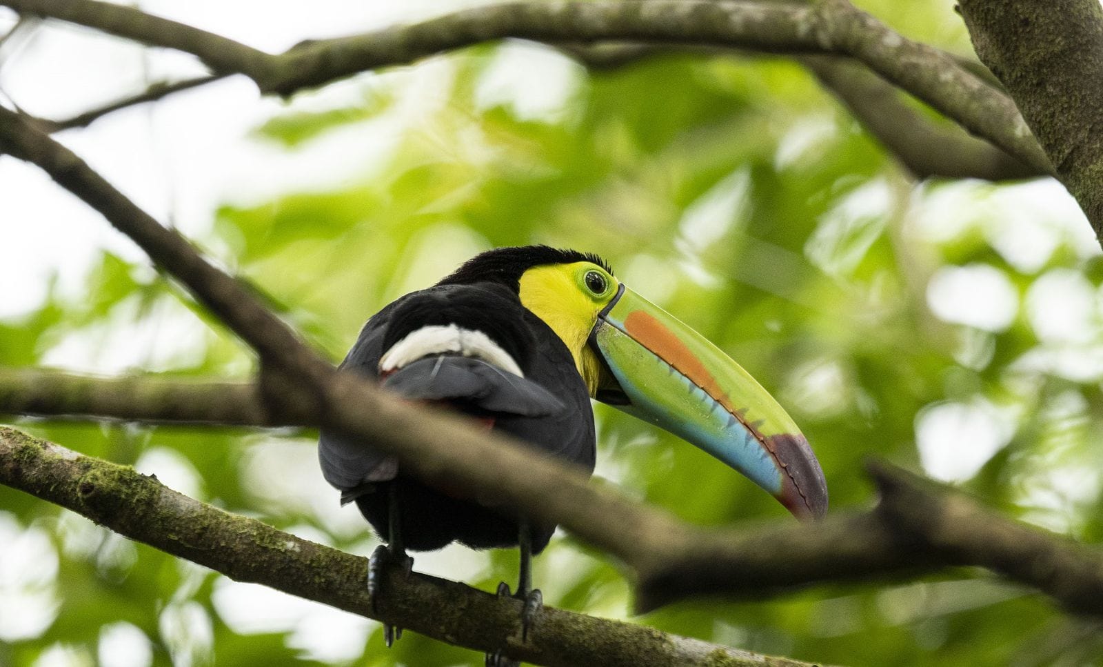 Keel-billed toucan on a rainforest birding tour, Costa Rica