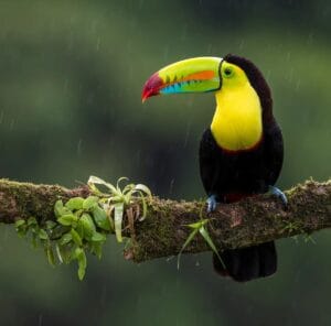 Keel-billed toucan in the Tenorio rainforest, Costa Rica
