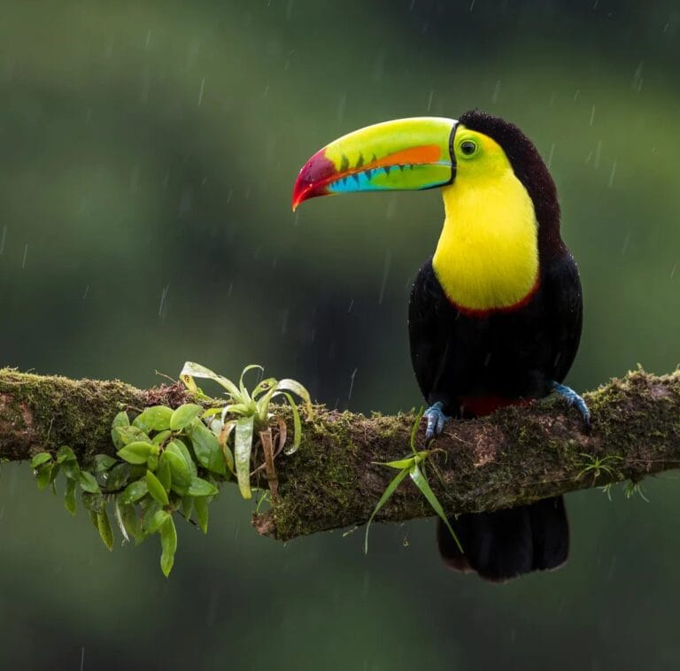 Keel-billed toucan perched in the Tenorio rainforest, Costa Rica