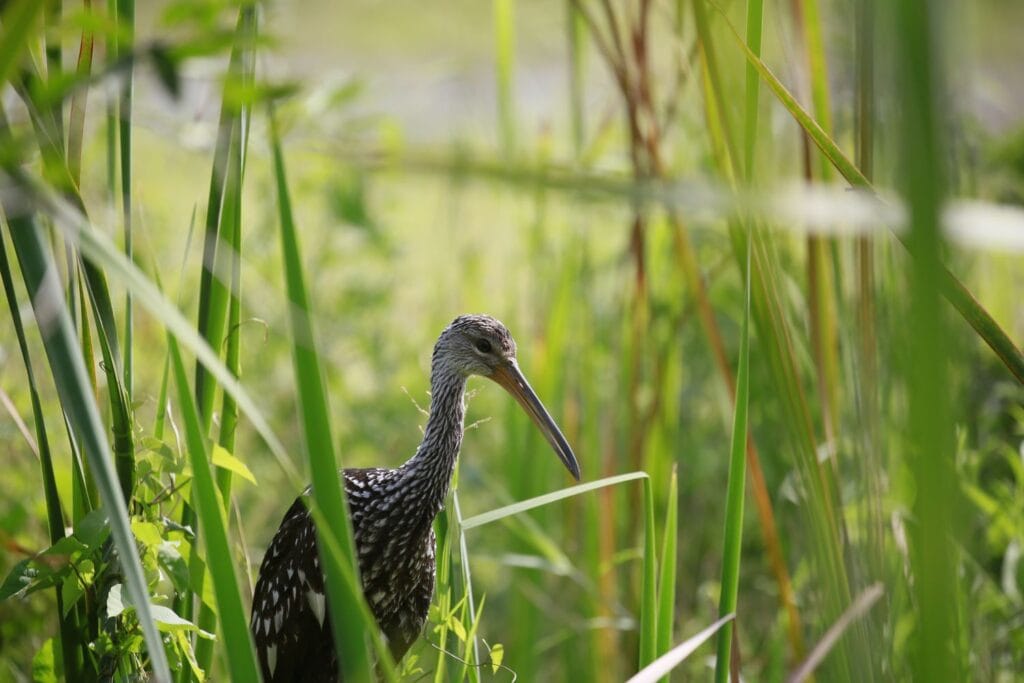 Limpkin in the wetland reeds on a birding photography tour in Guanacaste, Costa Rica