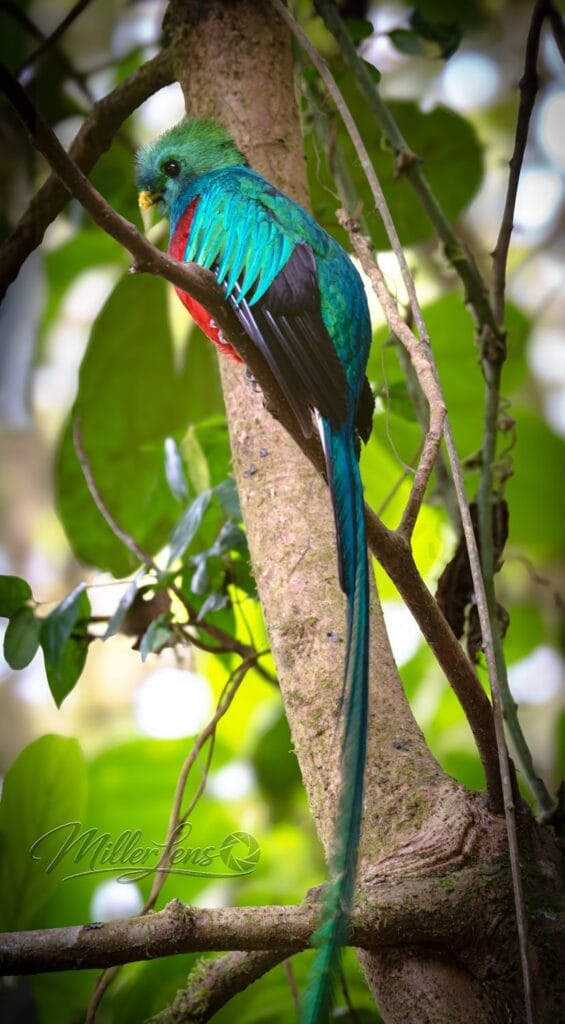 Male resplendent quetzal with long tail streamers in the Costa Rican cloud forest