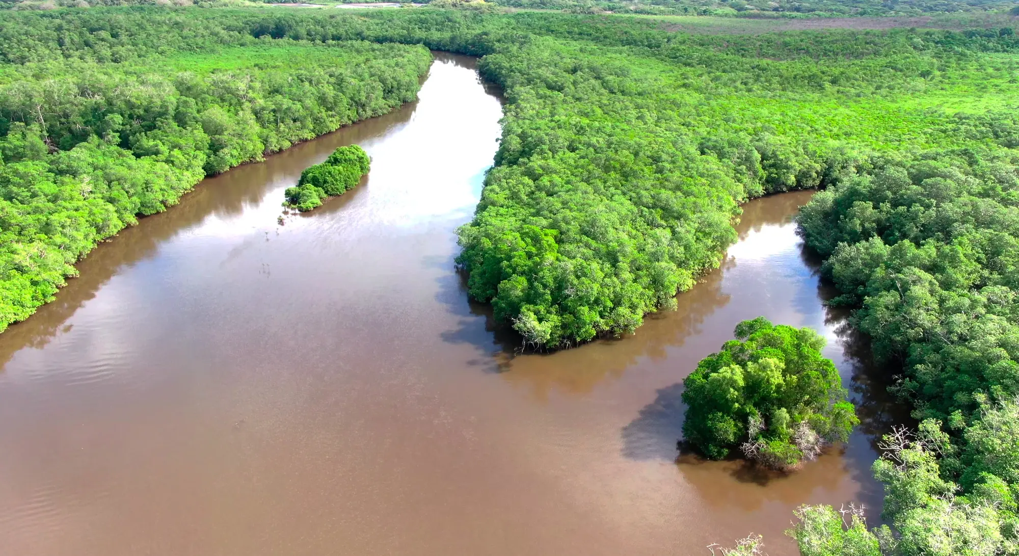 Aerial view of the mangrove estuary channels at Playa Grande, Guanacaste