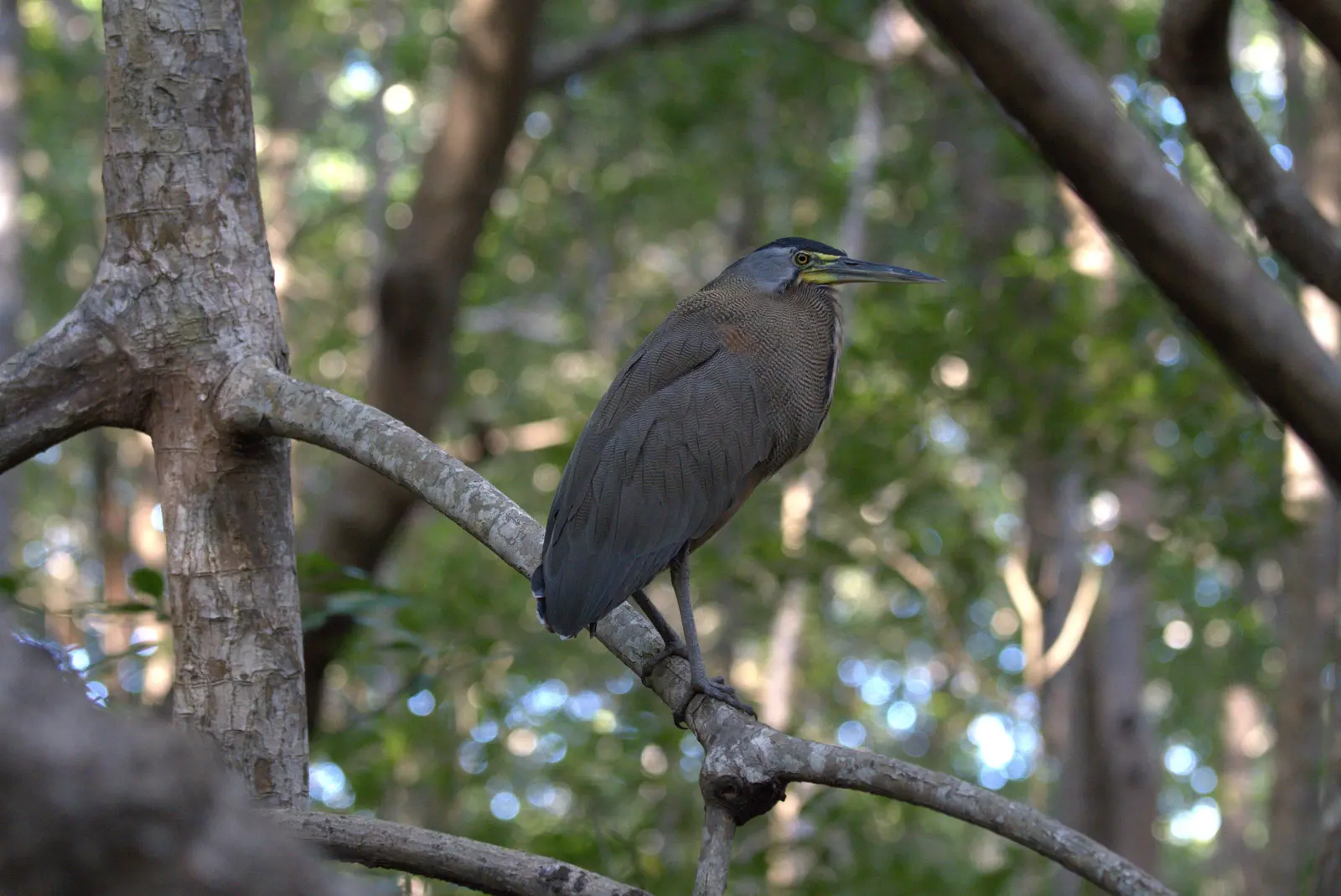 Bare-throated tiger-heron perched in the mangroves, Playa Grande, Guanacaste